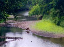 Image of Let us take refuge like deer beside the fountain of waters. Let our soul thirst.